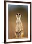 Meerkat Sitting Upright-null-Framed Photographic Print