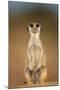 Meerkat Sitting Upright-null-Mounted Photographic Print