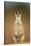 Meerkat Sitting Upright-null-Stretched Canvas