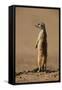 Meerkat Standing on Hind Legs-Paul Souders-Framed Stretched Canvas