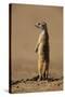 Meerkat Standing on Hind Legs-Paul Souders-Stretched Canvas