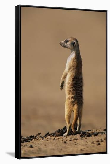 Meerkat Standing on Hind Legs-Paul Souders-Framed Stretched Canvas