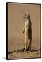 Meerkat Standing on Hind Legs-Paul Souders-Framed Stretched Canvas