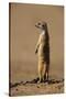 Meerkat Standing on Hind Legs-Paul Souders-Stretched Canvas