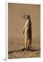 Meerkat Standing on Hind Legs-Paul Souders-Framed Photographic Print