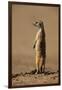 Meerkat Standing on Hind Legs-Paul Souders-Framed Photographic Print