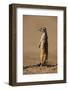 Meerkat Standing on Hind Legs-Paul Souders-Framed Photographic Print