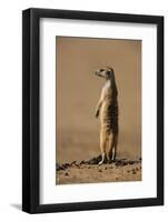 Meerkat Standing on Hind Legs-Paul Souders-Framed Photographic Print