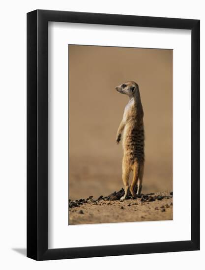 Meerkat Standing on Hind Legs-Paul Souders-Framed Photographic Print