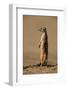 Meerkat Standing on Hind Legs-Paul Souders-Framed Photographic Print