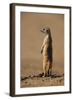 Meerkat Standing on Hind Legs-Paul Souders-Framed Photographic Print