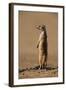 Meerkat Standing on Hind Legs-Paul Souders-Framed Photographic Print