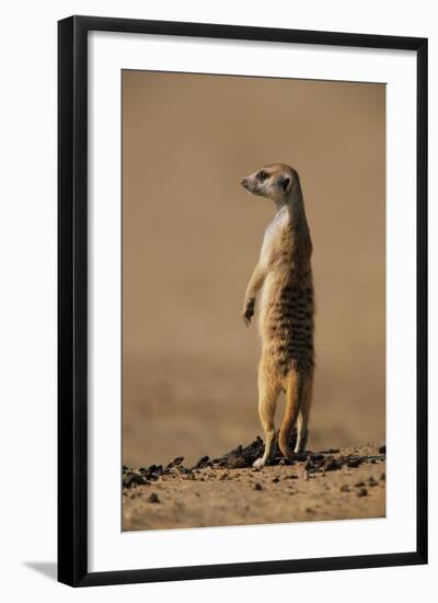 Meerkat Standing on Hind Legs-Paul Souders-Framed Photographic Print