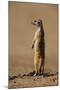 Meerkat Standing on Hind Legs-Paul Souders-Mounted Photographic Print