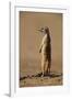 Meerkat Standing on Hind Legs-Paul Souders-Framed Photographic Print