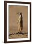 Meerkat Standing on Hind Legs-Paul Souders-Framed Photographic Print