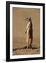 Meerkat Standing on Hind Legs-Paul Souders-Framed Photographic Print