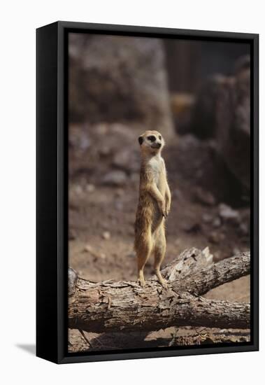 Meerkat Standing Up-DLILLC-Framed Stretched Canvas