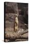 Meerkat Standing Up-DLILLC-Stretched Canvas