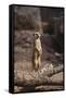 Meerkat Standing Up-DLILLC-Framed Stretched Canvas