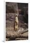 Meerkat Standing Up-DLILLC-Framed Premium Photographic Print