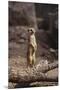 Meerkat Standing Up-DLILLC-Mounted Premium Photographic Print