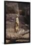 Meerkat Standing Up-DLILLC-Framed Premium Photographic Print