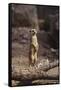 Meerkat Standing Up-DLILLC-Framed Stretched Canvas