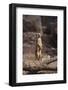 Meerkat Standing Up-DLILLC-Framed Photographic Print