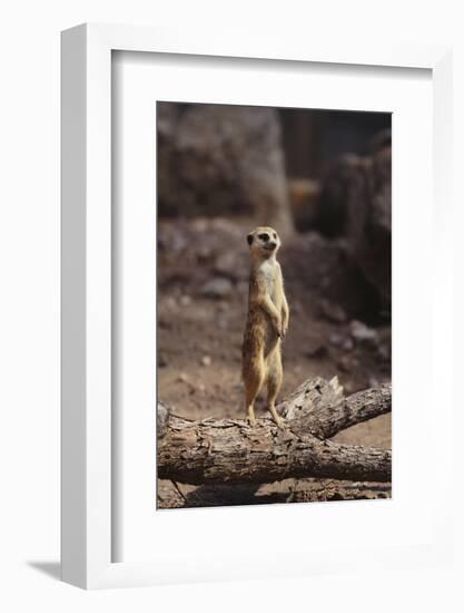 Meerkat Standing Up-DLILLC-Framed Photographic Print