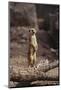 Meerkat Standing Up-DLILLC-Mounted Photographic Print