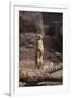 Meerkat Standing Up-DLILLC-Framed Photographic Print