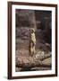 Meerkat Standing Up-DLILLC-Framed Photographic Print