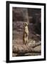 Meerkat Standing Up-DLILLC-Framed Photographic Print