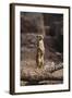 Meerkat Standing Up-DLILLC-Framed Photographic Print