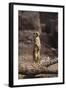 Meerkat Standing Up-DLILLC-Framed Photographic Print