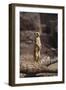 Meerkat Standing Up-DLILLC-Framed Photographic Print