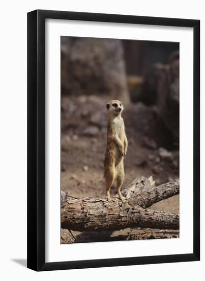 Meerkat Standing Up-DLILLC-Framed Photographic Print