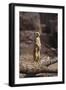 Meerkat Standing Up-DLILLC-Framed Photographic Print