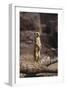 Meerkat Standing Up-DLILLC-Framed Photographic Print