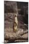Meerkat Standing Up-DLILLC-Mounted Photographic Print