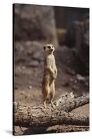 Meerkat Standing Up-DLILLC-Stretched Canvas