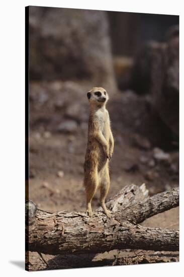 Meerkat Standing Up-DLILLC-Stretched Canvas