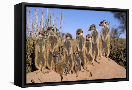 Meerkat Sunbathing in Early Morning-null-Framed Stretched Canvas