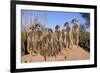 Meerkat Sunbathing in Early Morning-null-Framed Photographic Print