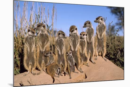 Meerkat Sunbathing in Early Morning-null-Mounted Photographic Print