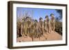 Meerkat Sunbathing in Early Morning-null-Framed Photographic Print