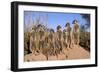 Meerkat Sunbathing in Early Morning-null-Framed Photographic Print