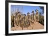 Meerkat Sunbathing in Early Morning-null-Framed Photographic Print