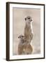 Meerkat (Suricata suricatta) adult, alert sentinel, with baby, Kalahari-Andrew Forsyth-Framed Photographic Print